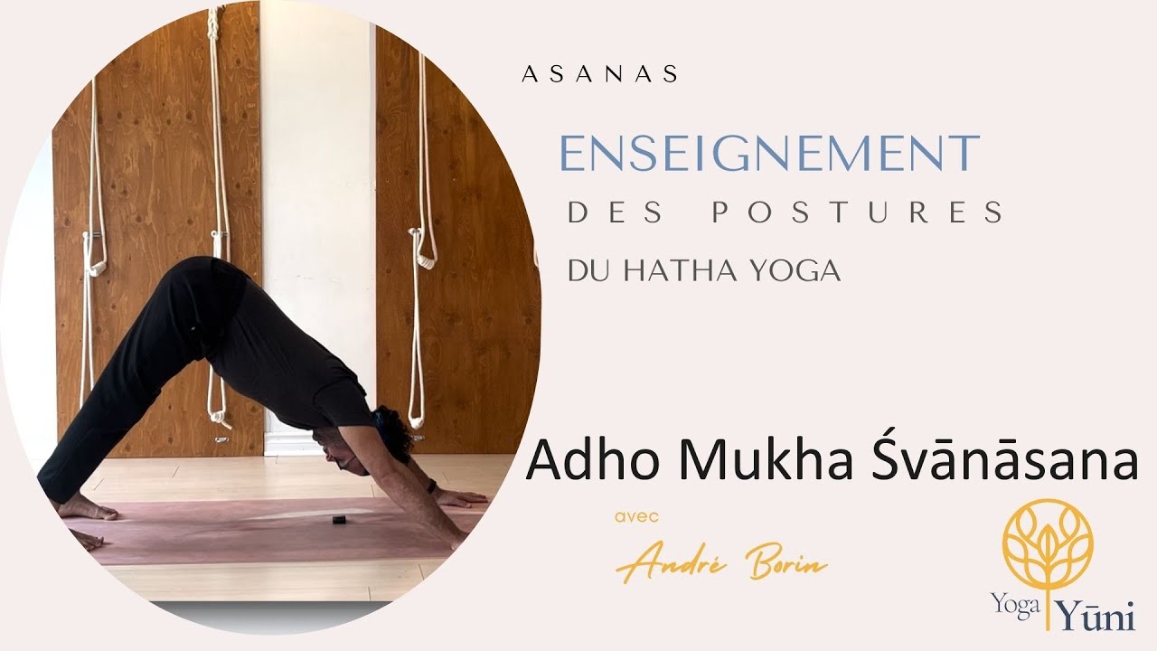 Adho Mukha Śvānāsana : Le chien tête en bas